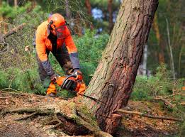 Best Lawn Renovation and Restoration  in East Foothills, CA