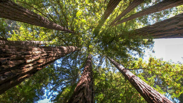 Best Hazardous Tree Removal  in East Foothills, CA