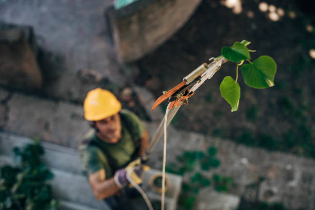 Best Tree Health Inspection  in East Foothills, CA