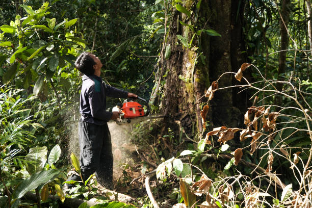 Trusted East Foothills, CA Tree Removal Experts