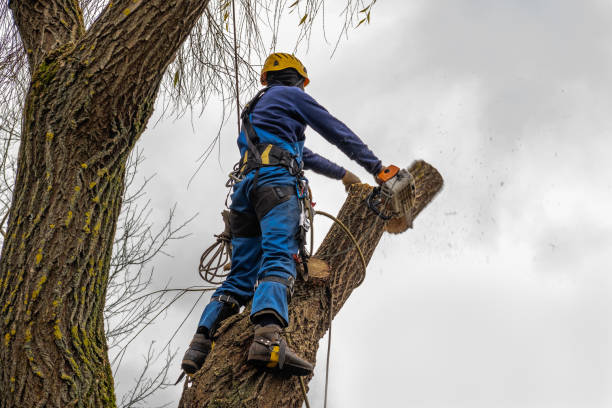 Best Aeration Services  in East Foothills, CA