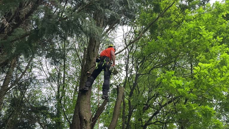 Best Stump Grinding and Removal  in East Foothills, CA
