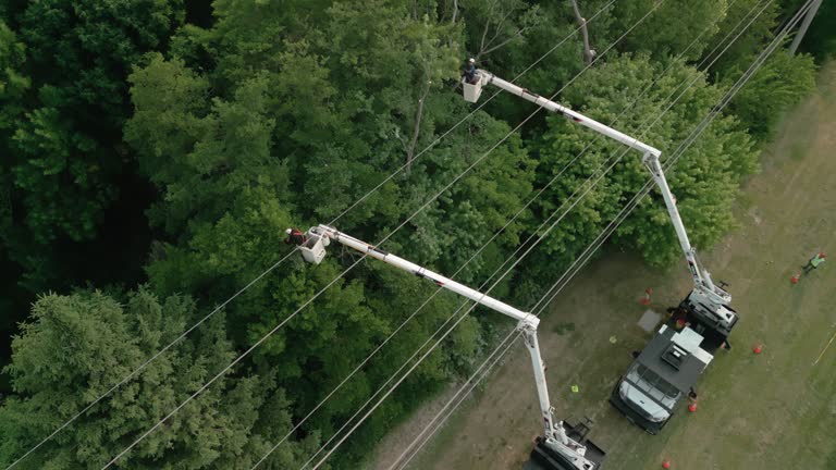 Best Tree and Shrub Care  in East Foothills, CA
